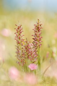 coriophora_fragrans_267700