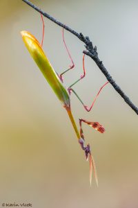 e_fasciata_267611