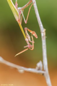 e_fasciata_267720
