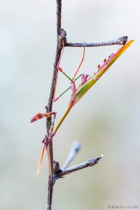 e_fasciata_267770