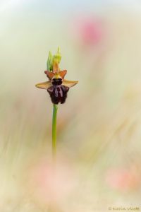 incubacea_264142