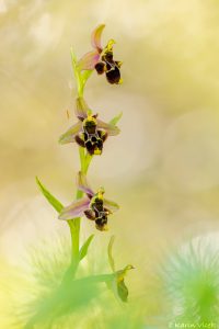 istriensis_264846
