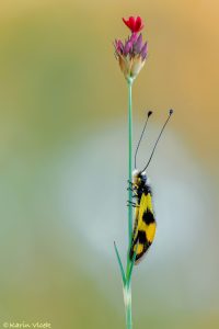 l_macaronius_268216