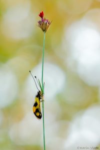 l_macaronius_268323