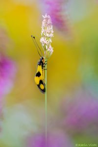 l_macaronius_268567