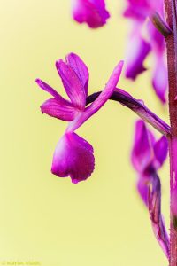 laxiflora_265803