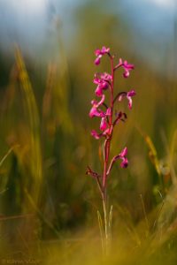 laxiflora_267670