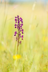 laxiflora_267675