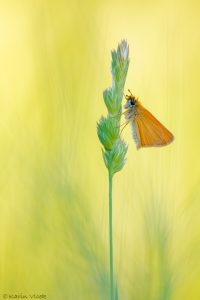 lineola_266928