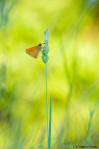 lineola_266946