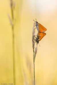 lineola_269423