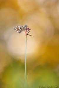 malvoides_266395
