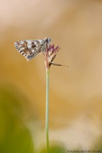 malvoides_266410
