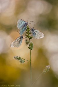 pie_crataegi_267068