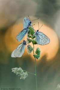 pie_crataegi_267414