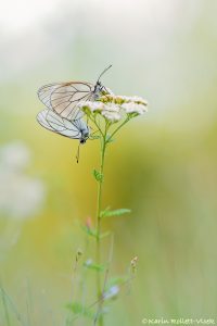 pie_crataegi_267851