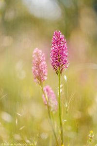 pyramidalis_267748