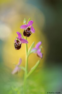 zinsmeisteri_263716