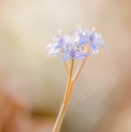 Zweiblättrige Blaustern / Scilla bifolia