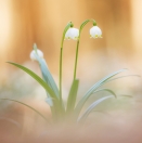 Frühlings-Knotenblumen / Leucojum vernum