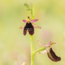 Bertolonis Ragwurz/ Ophrys bertolonii/ Bertoloni's Bee Orchid