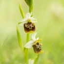 Untchj's Ragwurz / Ophrys untchjii
