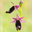 Bertolonis Ragwurz/ Ophrys bertolonii/ Bertoloni's Bee Orchid