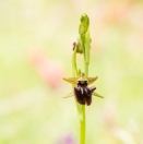 Schwarze Ragwurz / Ophrys incubacea / Early spider orchis