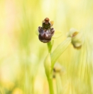 Hummelschweber-Ragwurz / Ophrys bombyliflora / Bumblebee orchid