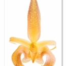 Bulbophyllum-lobbii_9687