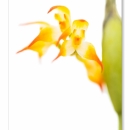 Bulbophyllum ssp_9742