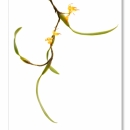 Bulbophyllum ssp_9759