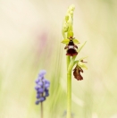 Fliegen-Ragwurz / Ophrys insectifera / Fly orchid