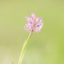 Dreizähniges Knabenkraut / Orchis tridentata / Toothed orchid
