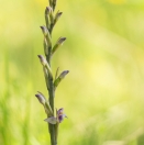 Violetter Dingel / Limodorum abortivum / Violet Limodore