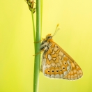 Goldener Scheckenfalter / Euphydryas aurinia / Marsh Fritillary