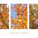 Autumn colors II