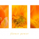 Flowerpower