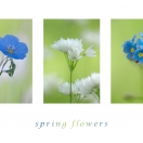 Springflowers II