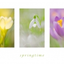 Springtime II