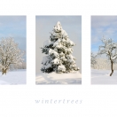 Wintertrees